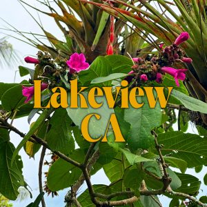 Los Angeles (Lakeview), CA - May 2026