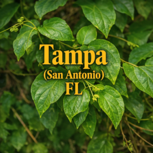 Tampa (San Antonio), FL - June 2026